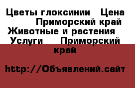 Цветы глоксинии › Цена ­ 150 - Приморский край Животные и растения » Услуги   . Приморский край